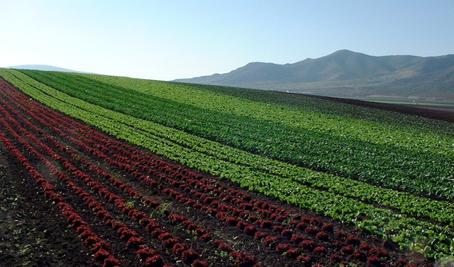 Plantation écologique avec différentes variétés de laitues en Andalousie