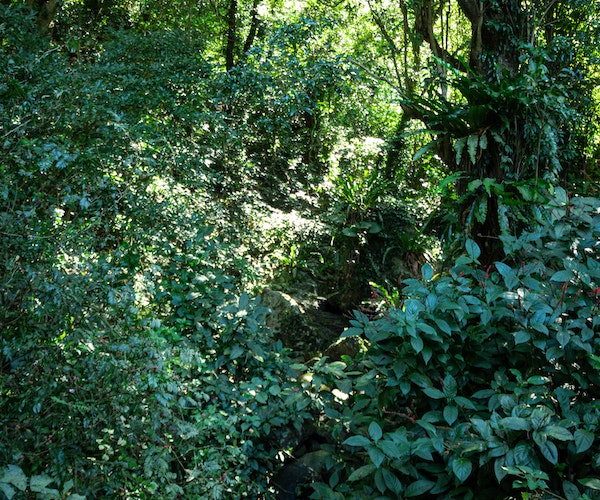 Début législatif favorable pour le projet de loi visant à protéger les forêts d'Ilfov