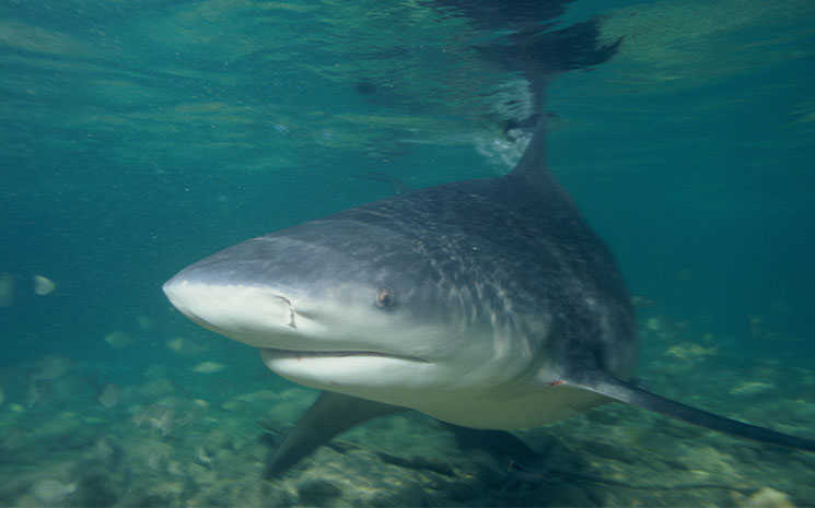 Shark attack on the Thai coast, vigilance required