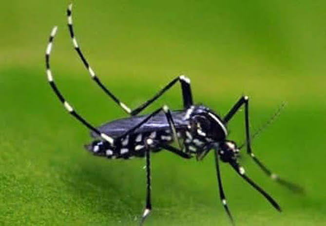 Hausse de 58 % des cas de dengue au Cambodge