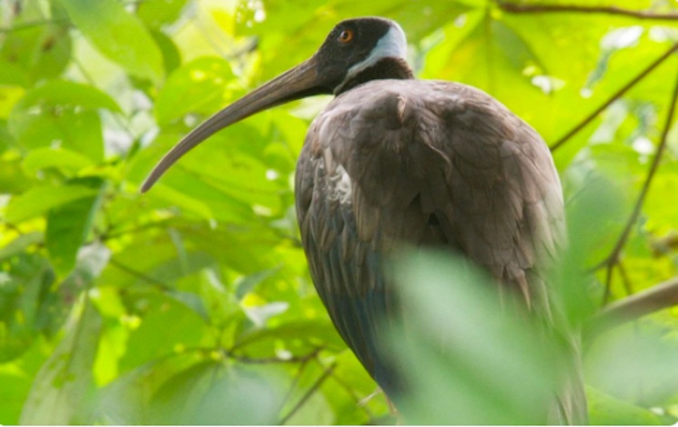 Critically Endangered White-shouldered Ibises Reintroduced into Cambodia’s Wild