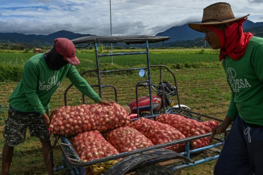 L'oignon aux Philippines