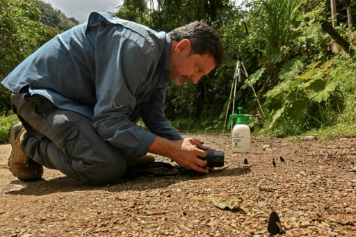 Un scientifique recensant des papillons en Colombie
