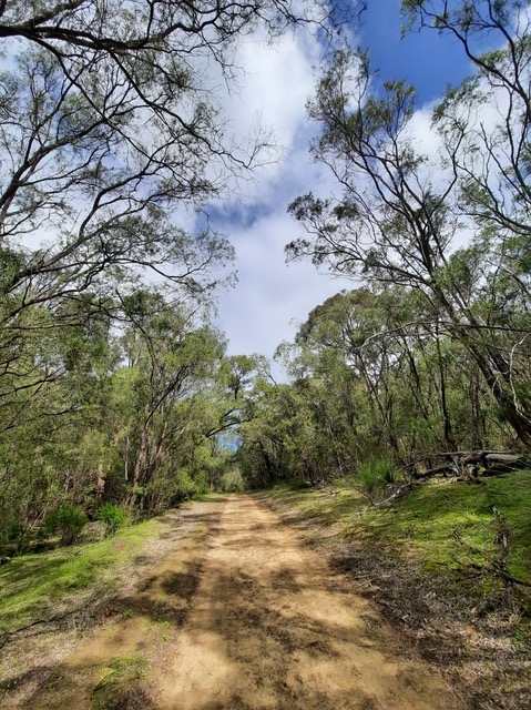 Marche forestière Yalgorup 