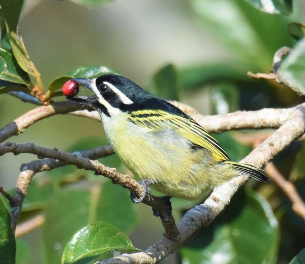 oiseaux, afrique du sud, ornithologie, tourisme, petit journal, effective connections, birder, agence de voyage