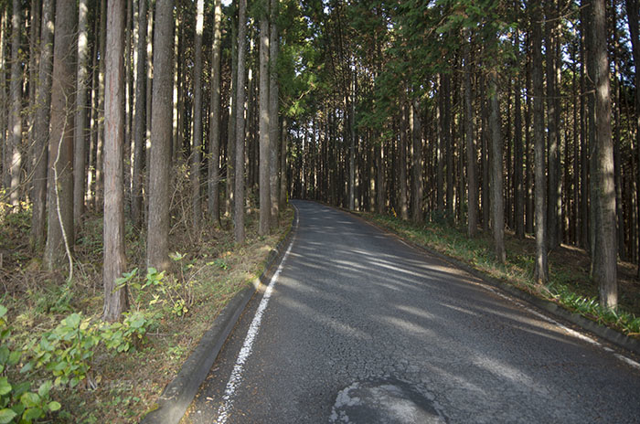 forêt japonaise