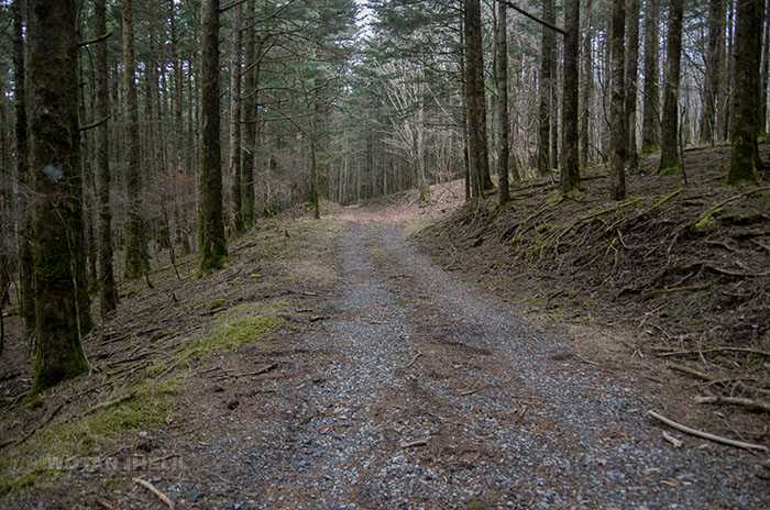 foret du mont fuji