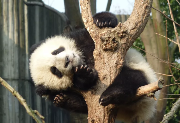 chengdu-panda-centre