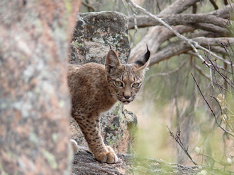 Lince Andalucia