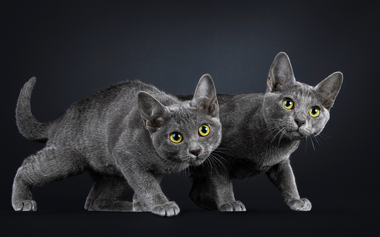 Deux chats Korat fixent l'objectif de l'appareil photo