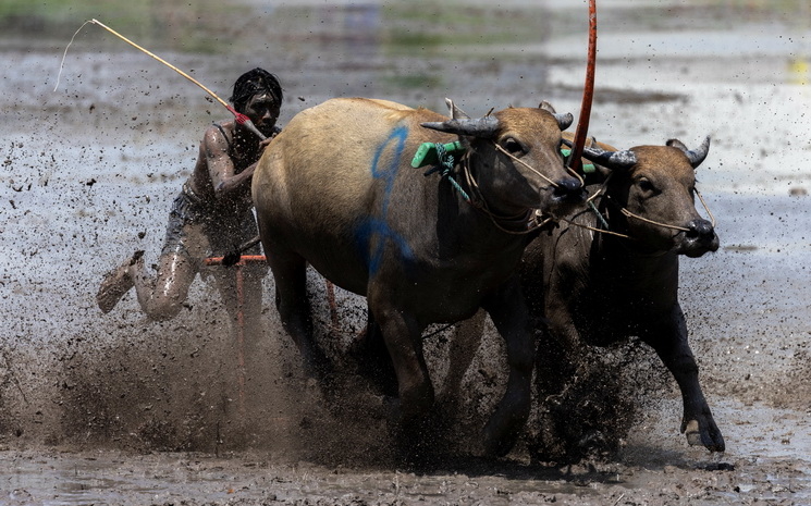 Un attelage de buffles lors des courses de buffles de Chonburi en Thailande