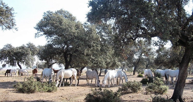 equicoaching espagne