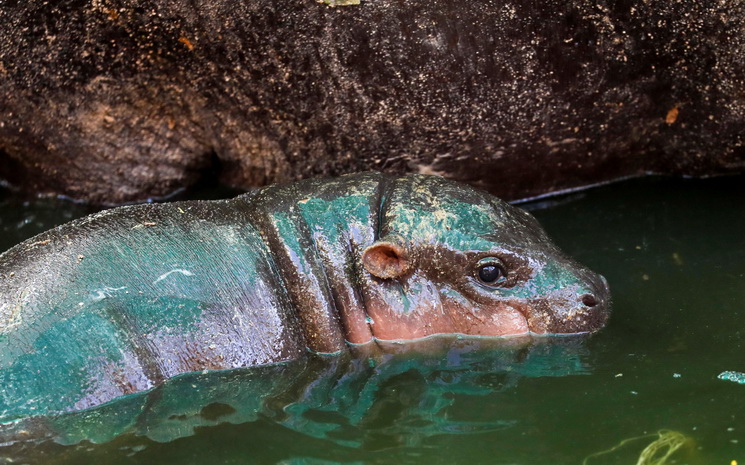 Hippopotame nain Thailande