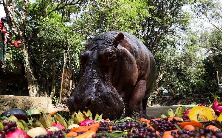 Anniversaire de l'hippopotame le plus vieux de Thailande