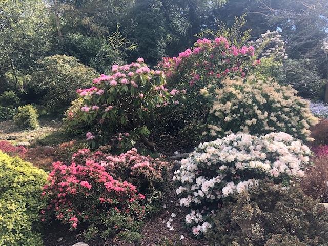 Rhododendrons et azalées