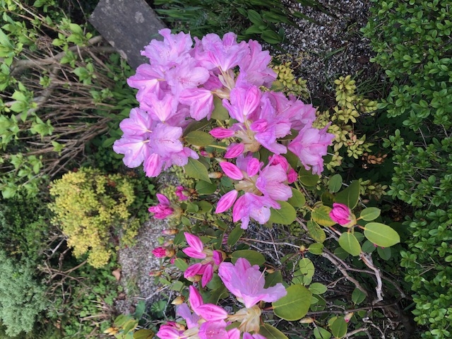 rododendron