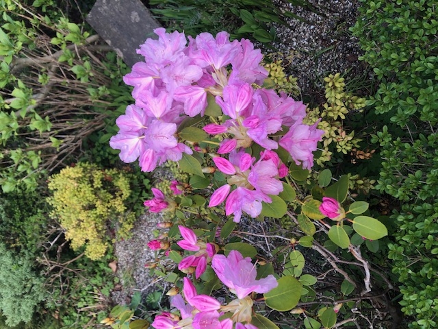 rododendron 