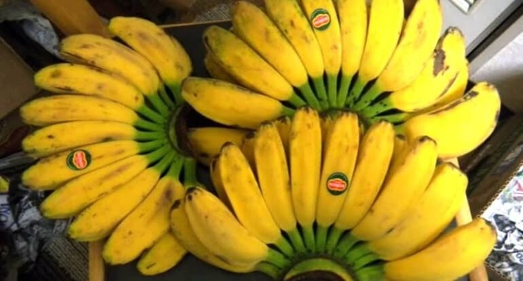 Banane de la variété kepok kuning