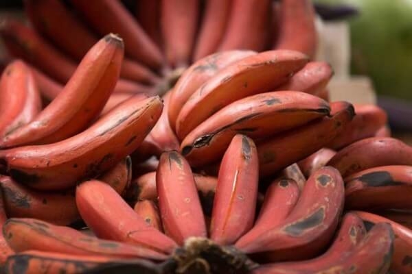 Banane de la variété kidang