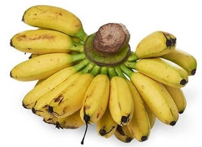 Banane de la variété lampung