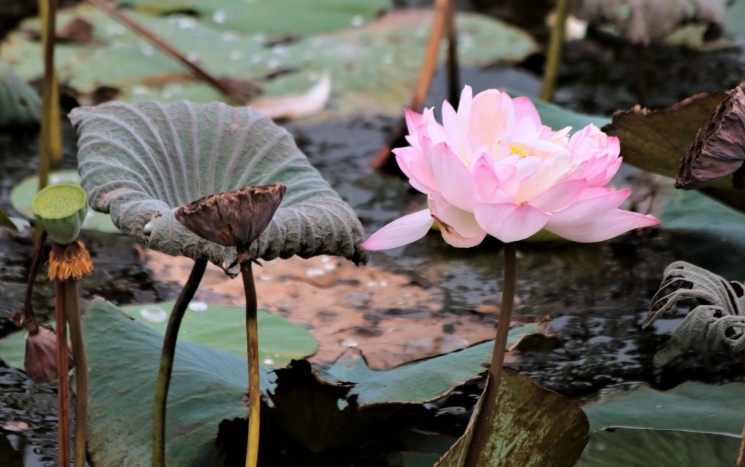 Une fleur de lotus