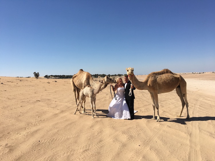 camel farm