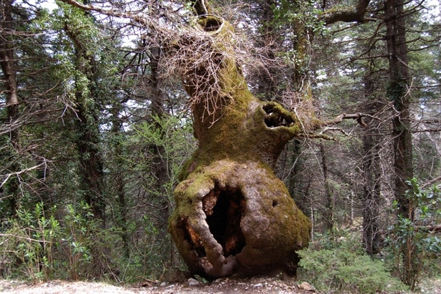 el pinsapar , Andalucia