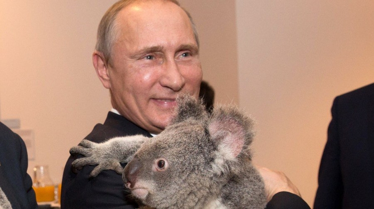 Portrait de Vladimir Poutine avec un Koala