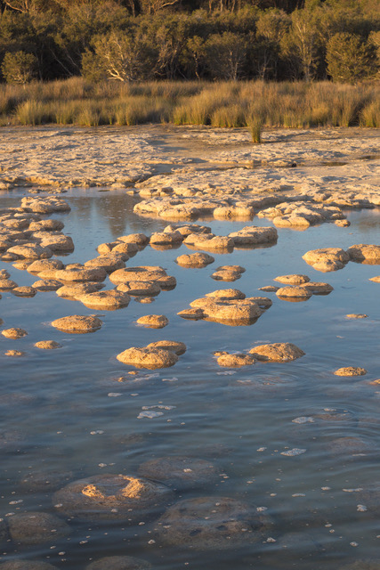 Thrombolites 