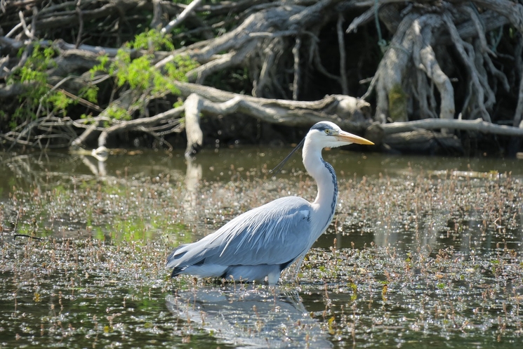 uzlina roumanie delta dobrogea tourisme