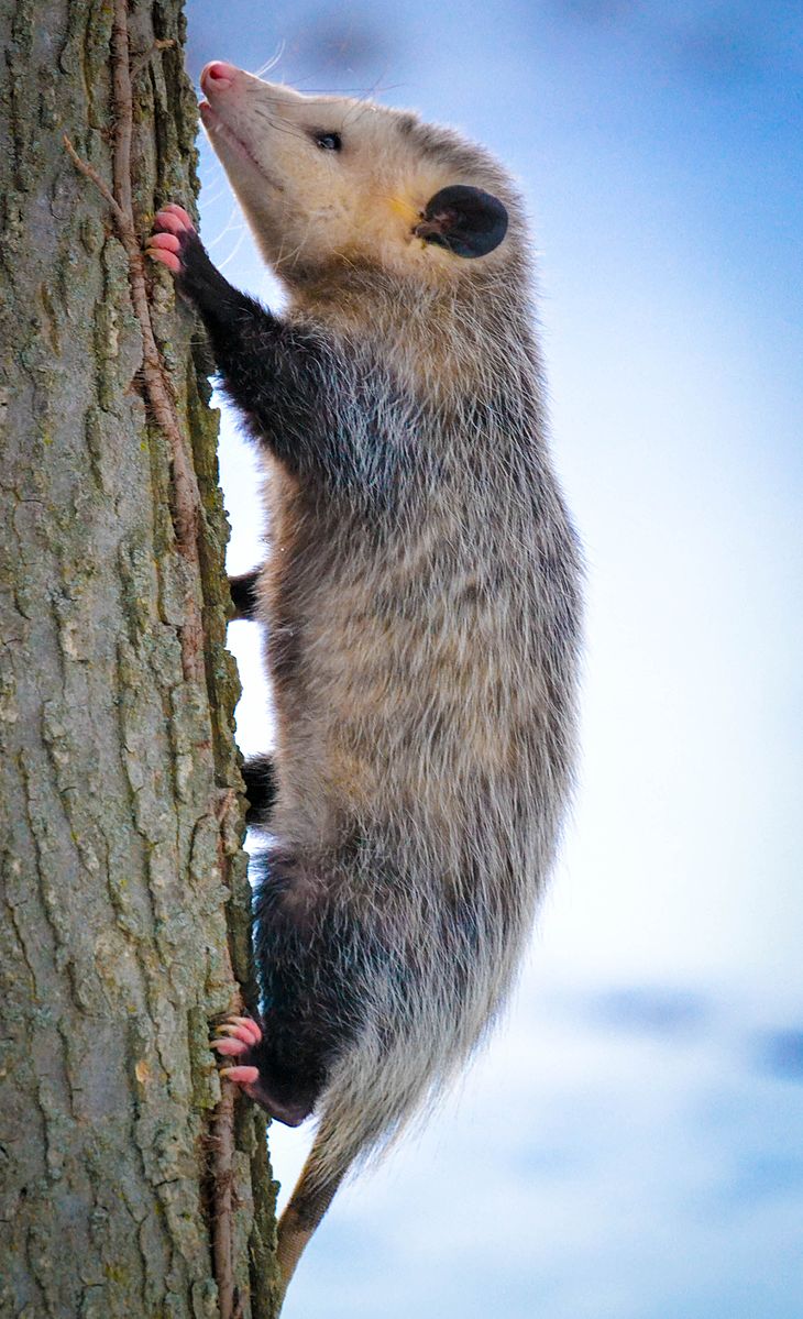  Opossum de Virginie (Crédit photo : Andrew Cannizzaro/ Wikimedia)