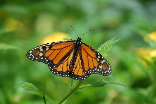 Le Pérou possède le plus grand nombre d'espèces de papillons au monde !