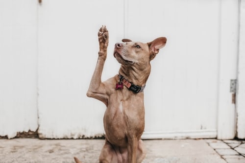 Chiens conscience de leur corps