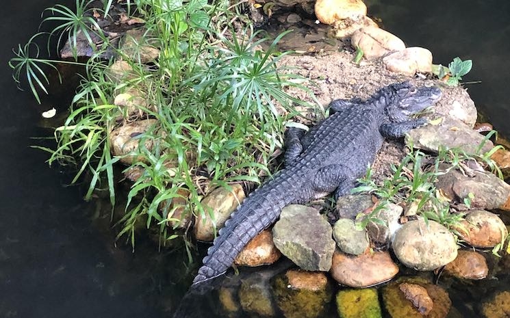 crocodile chinois