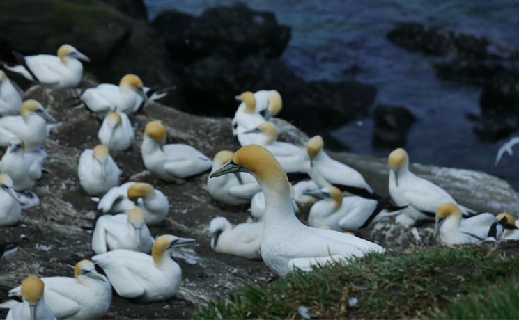 escapades tours le petit journal auckland