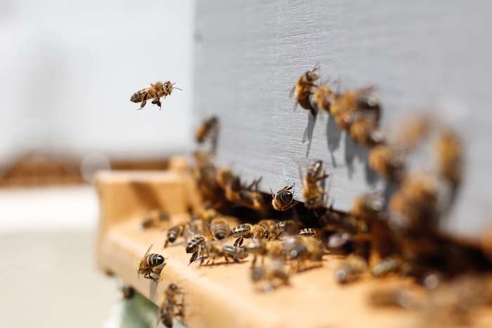 un essaim d'abeilles à Valencia