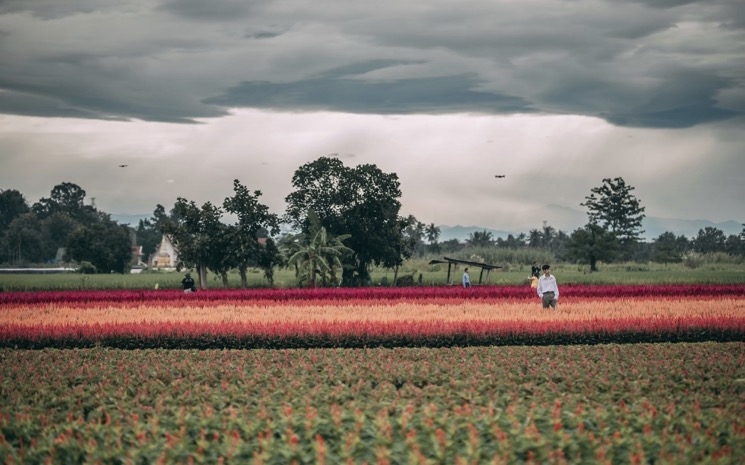 ferme de fleurs chiang mai