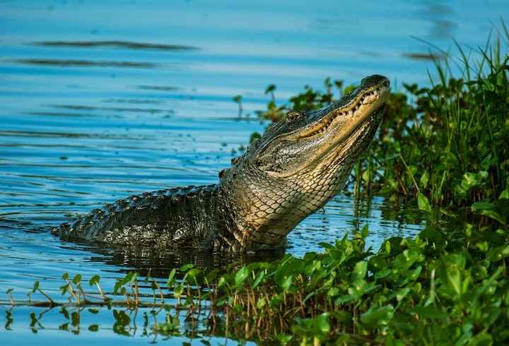 Alligator en Floride