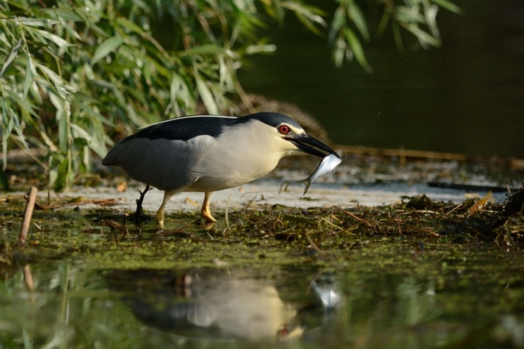 oiseau Delta du Danube