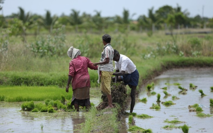 Des paysans indiens travaillant dans une rizière