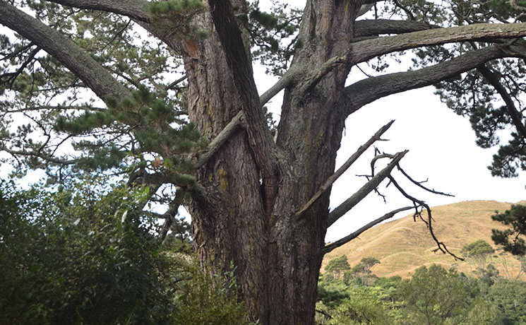 Arbre sacré