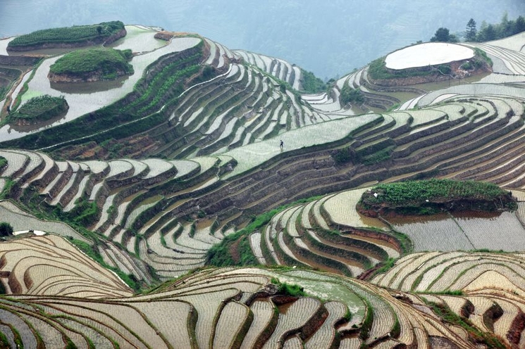 des rizieres en chine