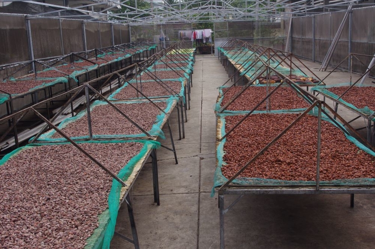 sechage feves de cacao