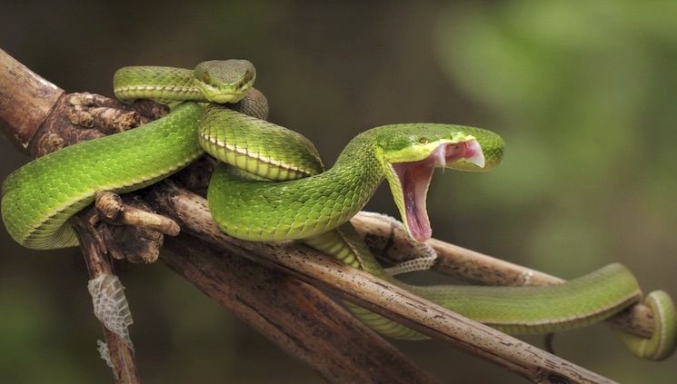 serpent hong kong