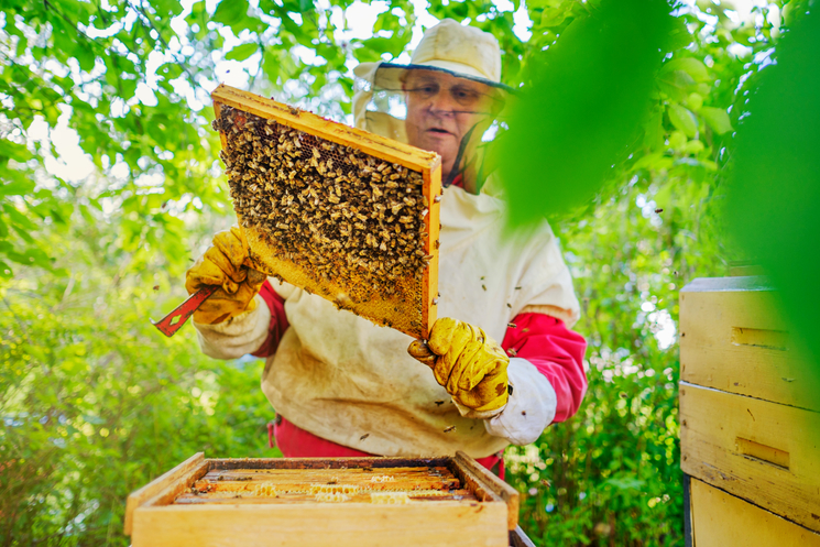 Apiculture