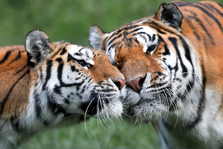 tigre de sibérie au Zoo Lumigny