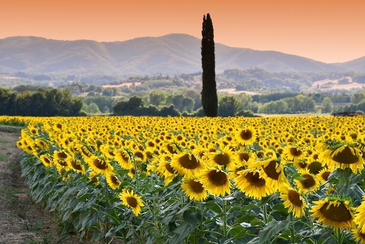 Champs de tournesols en Toscane, Italie