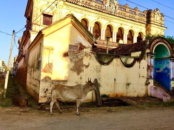 Une vache devant un bâtiment ancien à Pondichéry