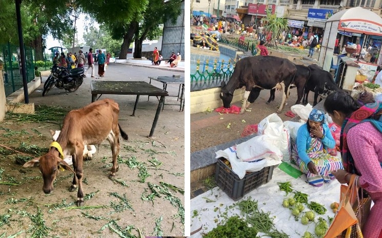 Des vaches errantes faméliques dans Pondichéry