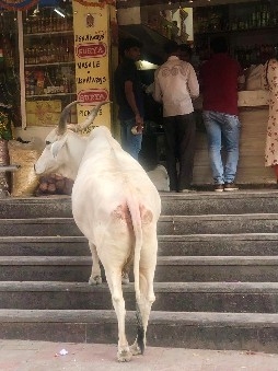 Une vache devant un magasin à Pondichéy